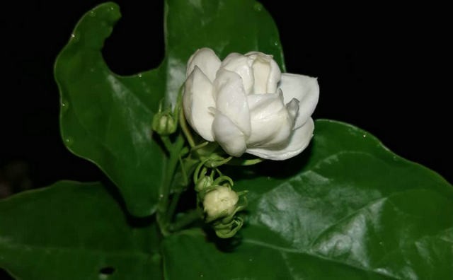 你了解--福州茉莉花茶的前世今生吗？