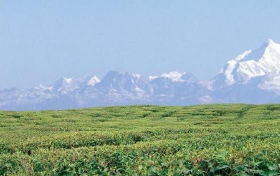 来自雪山下的大吉岭红茶，你兴趣吗？印度驻广州总领事馆、印度茶叶委员会在厦门举办印度茶叶推介会