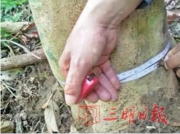 福建三明沙县红边茶发源地考察追记 