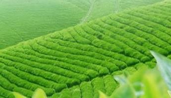 关于邀请参加“2019全国春茶产销形势分析会暨全国茶叶行业社团联席会”的通知