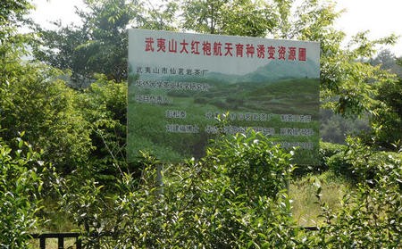  武夷山仙茗岩茶厂厂长黄寿生谈正岩茶的见解