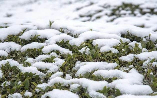 冬季茶园管理应该积极做好防寒防冻措施