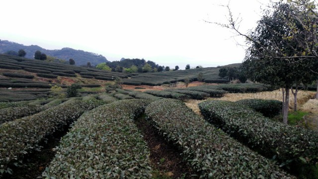 【图解技术要点】强化技术指导，切实做好春季茶园管理工作