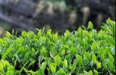 武夷茶之母--菜茶