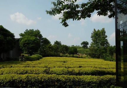 【春茶采摘指数】部分名茶产区受到极端天气影响！多个名茶采摘等级变化！