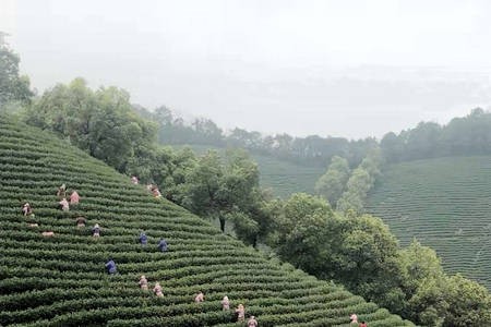 好茶是采出来的--茶叶手工采摘技术