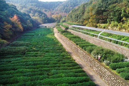 茶树非主要农作物品种登记要求及进展