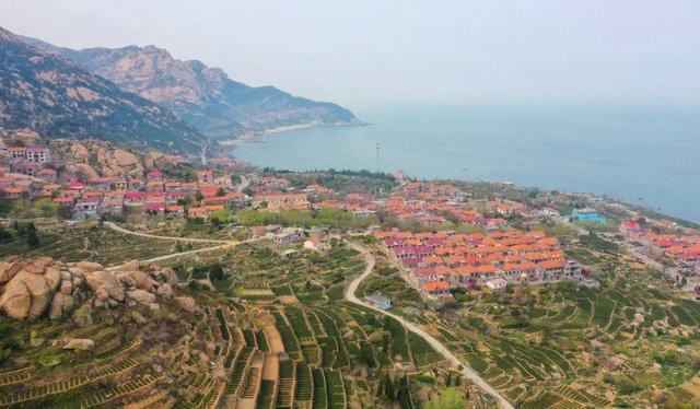 2020年度崂山茶三大赛事活动暨集团客户签约仪式启动