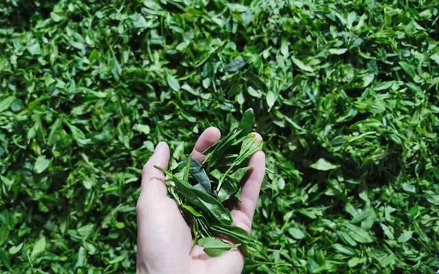 茶叶原产地识别技术成功研发 一小时识别茶叶“户籍”