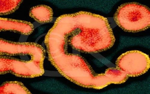 茶叶抗病毒研究进展