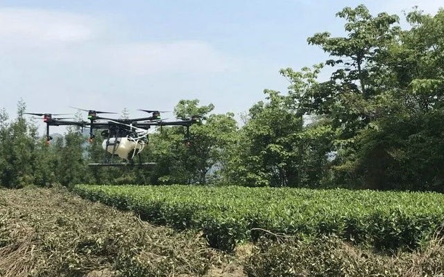 夏季茶园如何管理，看这篇就够了