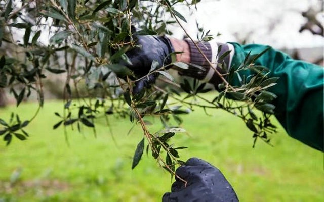 希腊企业家疫情中紧抓商机 全球市场推广橄榄叶茶