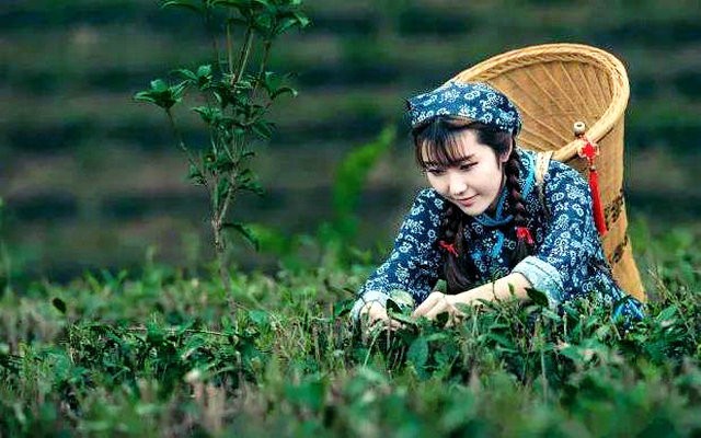 疫情之下，贵州茶叶出口危中寻机逆市上扬