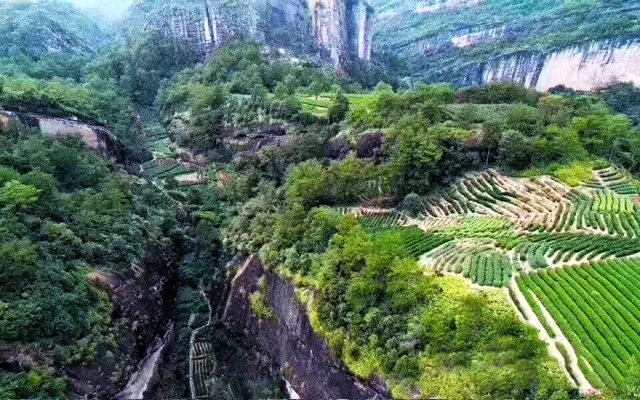 武夷岩茶销售遭遇“冰火两重天”，揭开天价岩茶背后的层层乱象