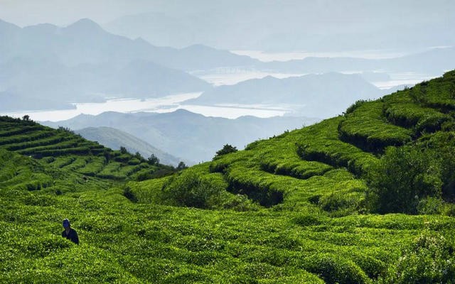 福鼎市茶业协会招募“福鼎白茶主播团志愿者”啦！