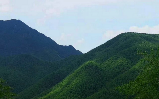 福建福鼎：关于茶园不使用化学农药的通知