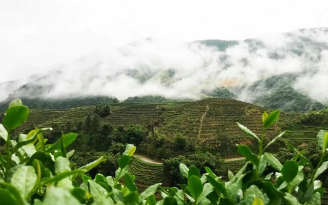 决胜金秋｜最高奖金88000，“剑斗新城杯”茶王赛，等你来战！