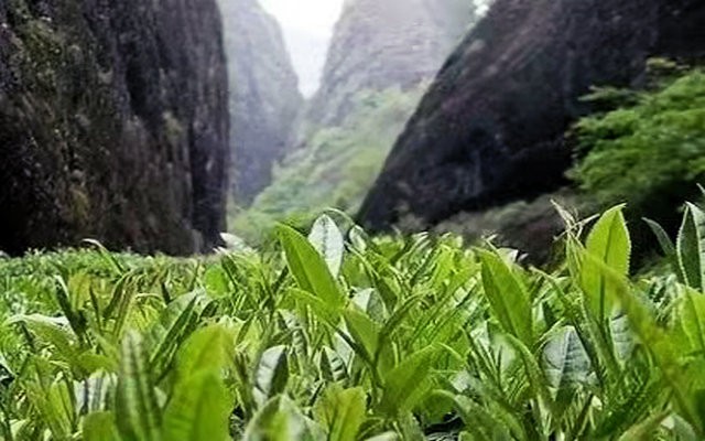  武夷岩茶“奥斯卡”，348万元奖金等你拿！