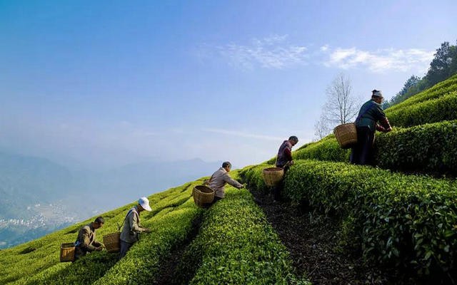 茶旅融合是否有前途？这4地用数据说话！