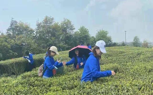 后疫情时代，茶叶电商的新发展