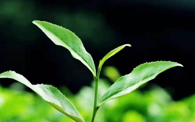 喝浓茶导致氟中毒，我们还能安心喝茶吗？