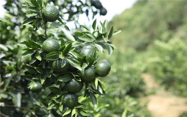 柑茶市场不是沉默了，是理性了！