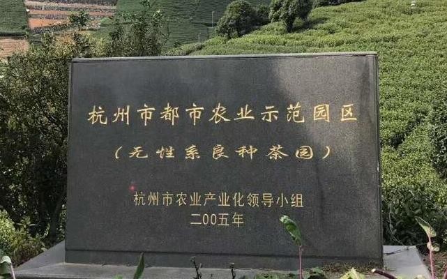 云南马关：以“茶文化”带动“茶经济”