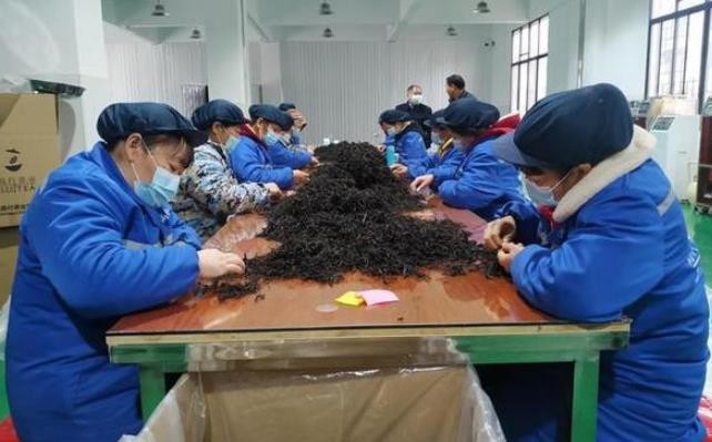 茶企加工夏秋茶促农增收