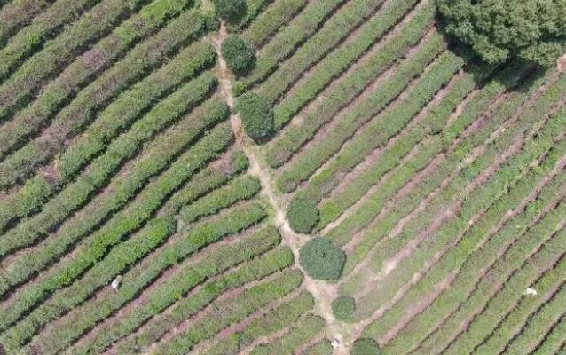 航拍江西九江如如茶村 庐山脚下绿意盎然美如画