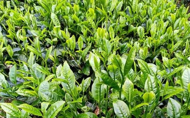 云南墨江：26万亩夏秋茶迎来采收季