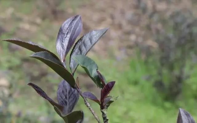 石坪山顶紫色茶叶迎丰收，创新工艺推动茶产业提质增效