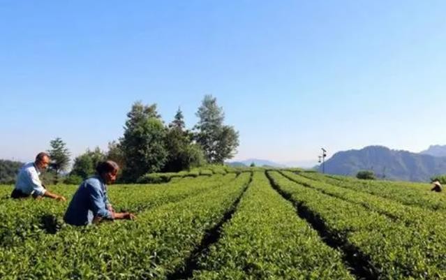 贵州沿河：“废叶”变“金叶” 夏秋茶带动民众再增收