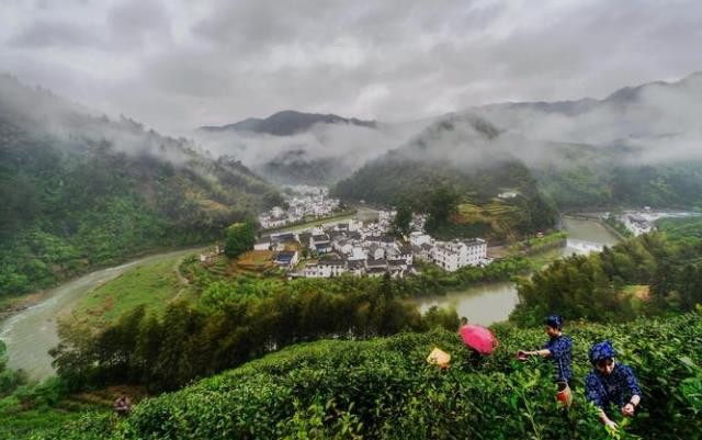 一品黄山茶，万里写传奇