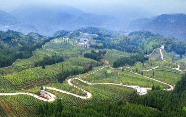 小支持助力三产融合 马边绿茶品牌价值达26.4亿元