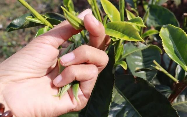 春茶抢“鲜”开采!