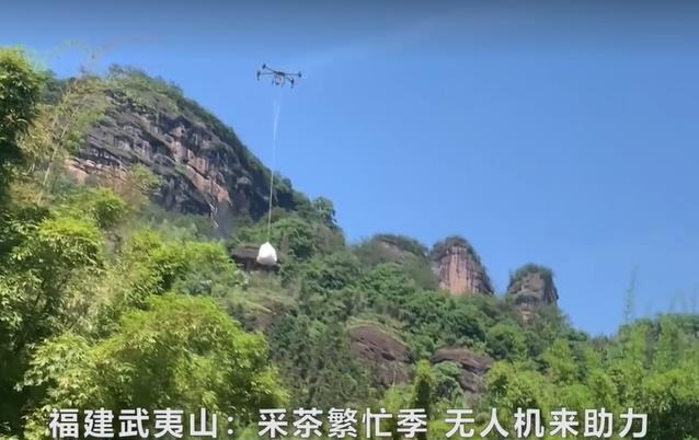 福建武夷山：采茶繁忙季 无人机来助力
