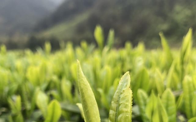 破解武夷山产好茶的“土壤密码”