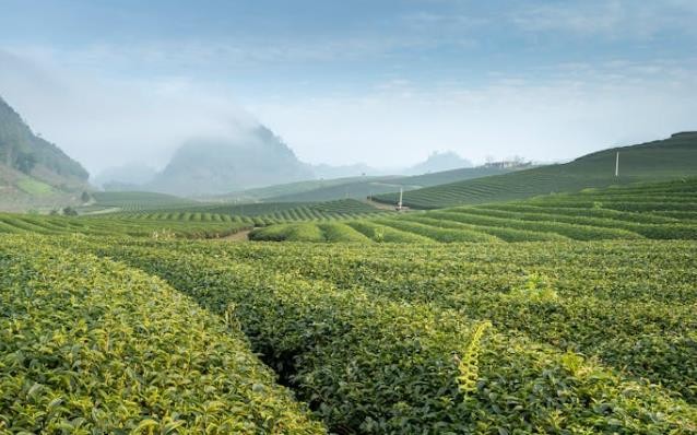 宜红工夫茶文化节在京推介，宜昌红茶迎来窗口机遇期