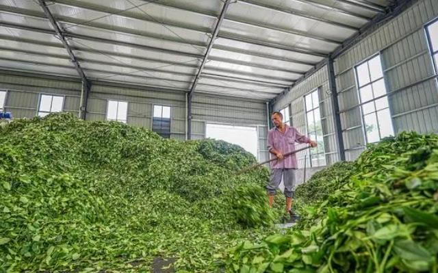 永川：夏秋茶规模化生产扩能延链助增收
