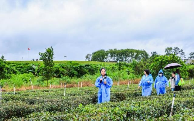 赏山水品茶香 全国网媒行走进海南农垦白沙茶叶园