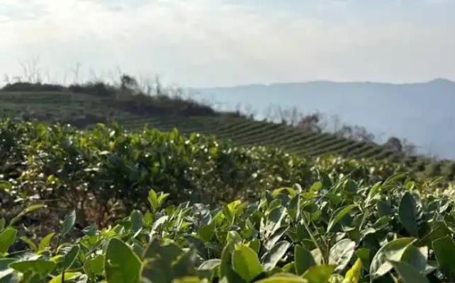 贵州印江：莞铜协作助力茶产业向产能化发展