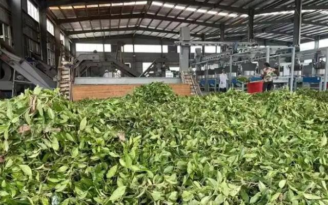 思南：培育出口茶企 带活一方产业
