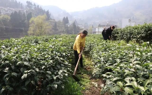 毕节七星关区：古茶香飘话振兴