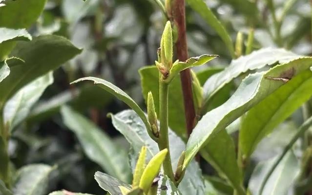 开采在即，杭州西湖龙井进入全面生长期，炒茶工下周抵达，老客已来电话
