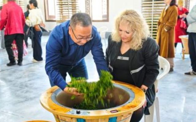 福建寿宁：春茶飘香振兴路