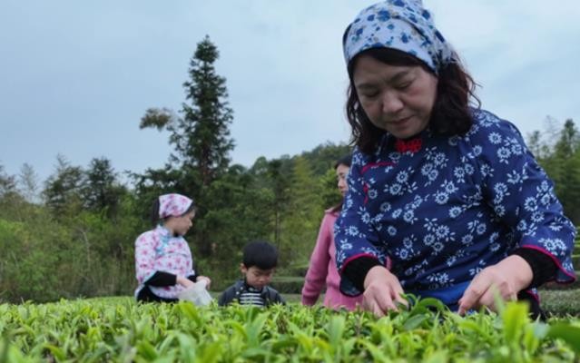 罗源高山茶采摘正当时