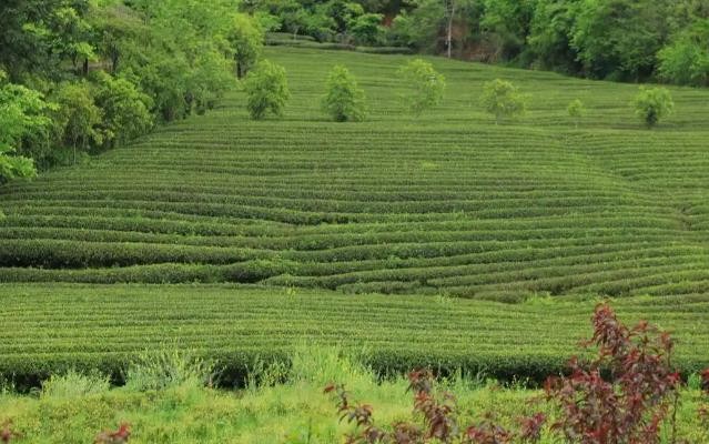 何以中国｜振兴路上，南平书写“三茶统筹”生态答卷