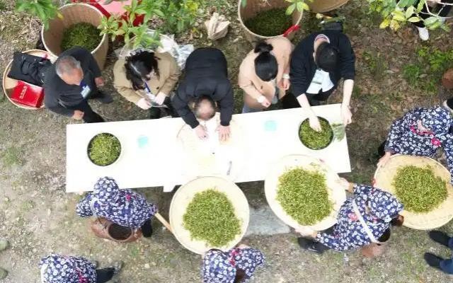 解码尤溪茶叶出海记：拼配技术、精选品质与多茶类突围