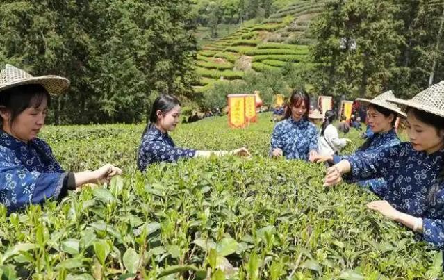 何以中国丨一茶兴百业