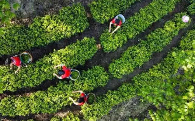 临沧凤庆滇红茶：走出一条独特的创新创造之路